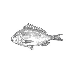 Dorado Hand Drawn Vector Illustration. Abstract Fish Sketch. Engraving Style Drawing.