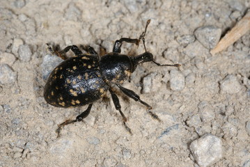 Liparus spec. Großer Rüsselkäfer DE, NRW, Nettersheim, Eifel 23.07.2013