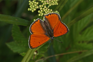 Lycaena dispar (HAWORTH, 1802) Großer Feuerfalter DE, RLP, Maringer Wies, Mosel 30.07.2013