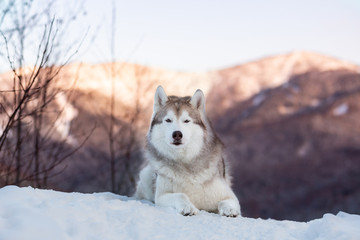 Portrait of beautiful Siberian Husky dog lying is on the snow in winter forest at sunset on bright mountain background.