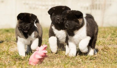 American Akita puppy for a walk
