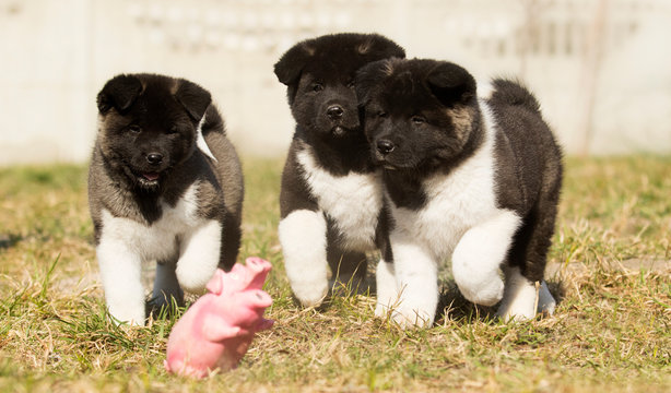 Akita Puppy Images – Browse 24,911 Stock Photos, Vectors, and Video | Adobe  Stock