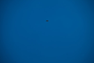 Rapace in celo