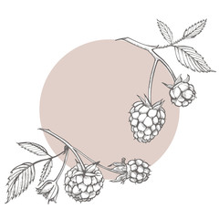 Hand drawn raspberry set isolated on white background. Retro sketch style graphic illustration.