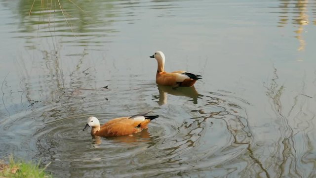 Two ruddy shelducks swimming in pond water at daylight. Two ruddy shelducks, tadorna ferruginea, or Brahminy duck, orange brown ducks swim in a lake in early spring.
