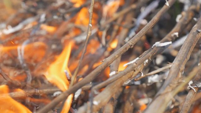 Burning grass and branches close up view. Dangerous wild fire in nature