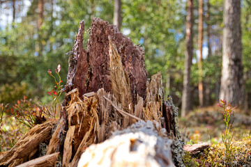 Broken tree in the woods
