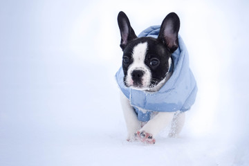 Small french bulldog is running in the snow