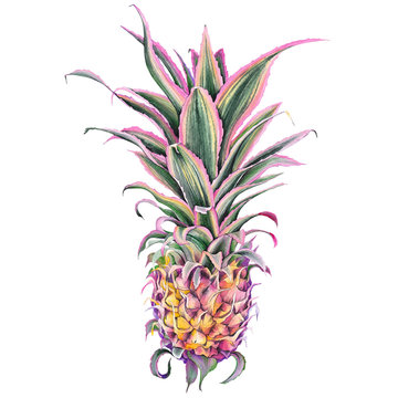 Decorative pink pineapple, Ananas Bracteatus bromeliad plant, Ornamental variegated pineapple. Watercolor on white background.