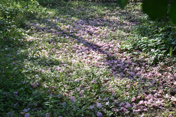 Flowers,flores,rio,river,pink,rosa,naturaleza,maculi,green,jardinverde