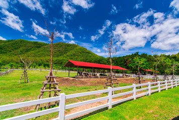 Dairy cow In the middle of the mountainside on a bright blue day, wide angle