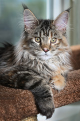 Naklejka na ściany i meble Beautiful kitty. Young kitten breed Maine Coon against the window.