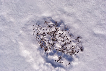 Eryngium campestre (known as field eryngo) dry twigs covered with white snow