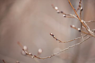 Natural background. Willow branches with buds in early spring, selective focus.