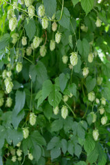 Green plantation with hop cones and leaves background.
