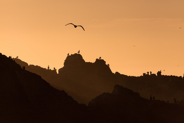 bird sea scape at sunset © mike