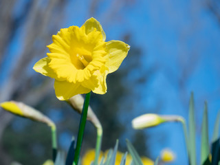Wild Daffodil, Narcissus flower close up view with blurred trees on background and blue sky. Spring floral background. Yellow fresh spring flowers - 259772278