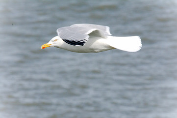 seagull in flight