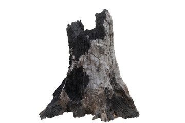 Stump dead tree in the white background