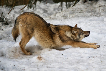 Awaking wolf during winter