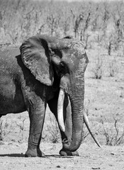 African Elephant Bull