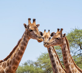 Naklejka premium Giraffe Trio