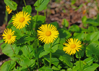 Blühender Gämswurz, Doronicum orientale