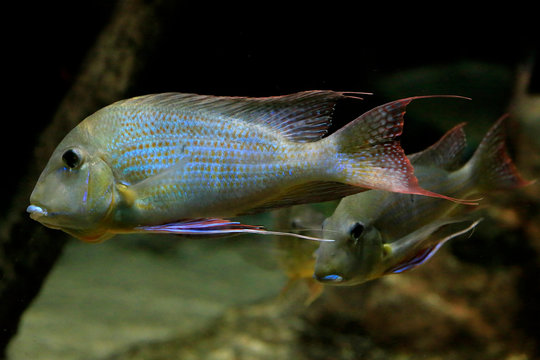 「Oreochromis」の画像 807 件の Stock 写真、ベクターおよびビデオ Adobe Stock