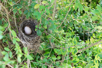 Bird nest with egg