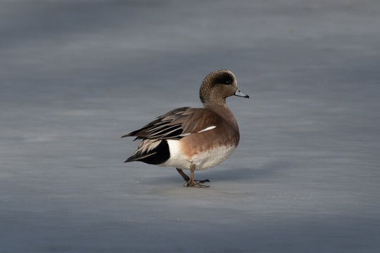 American Wigeon portrait, British Columbia, Canada