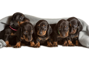 Adorable five dachshund puppies looks out from under the soft warm blanket. Bask in bed. Hiding from the cold.