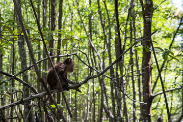 Little monkey in his natural habitat, a forest
