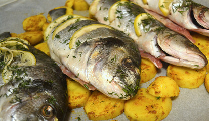 Fish stuffed with lemon and herbs. Dorada and Sea Bass with potatoes laid on a tray for cooking delicious food.