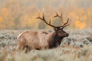 Bull Elk in autumn season