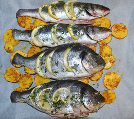 Fish stuffed with lemon and herbs. Dorado fish and Sea Bass with potatoes laid on a tray for cooking delicious food. Close-up