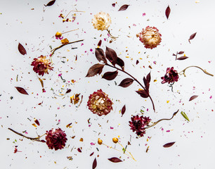 Dry Bellis herb with flowers on grey background isolated.