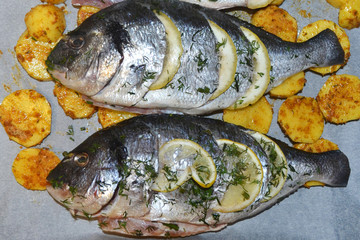 Fish stuffed with lemon and herbs. Dorada and Sea Bass with potatoes laid on a tray for cooking delicious food.