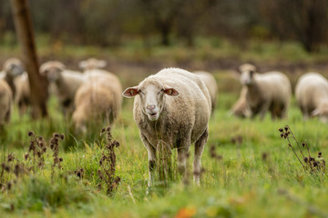 Obraz premium Flock of sheep in beautiful green meadow in Latvia