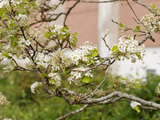 Pyrus calleryana - Poirier de Chine ou poirier d'ornement à fleurs blanches printanières