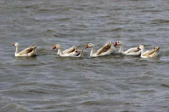 Five ducks swimming in a row, Anyer, Banten, West Java, Indonesia