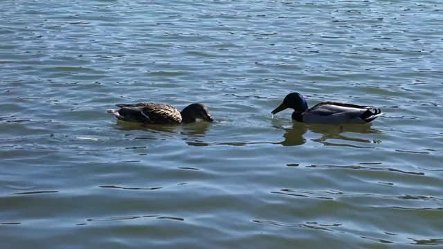 Feeding ducks in the lake