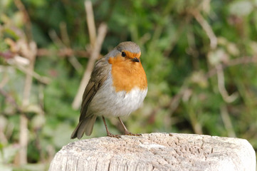 robin on a post