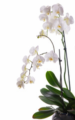 Fototapeta na wymiar Branch with tropical orchid flowers on white background