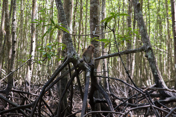 Baby monkey on a tree in the forest, Thailand
