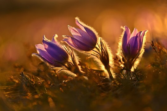 Springtime season. Beautifully spring flowers blossoming pasque flower in the sunset with a natural colored background. (Pulsatilla grandis)