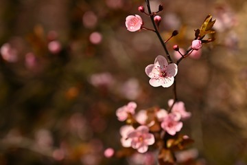Spring flowers. Beautifully blossoming tree branch. Cherry - Sakura and sun with a natural colored background
