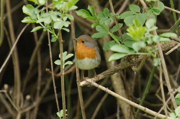 robin on a branch
