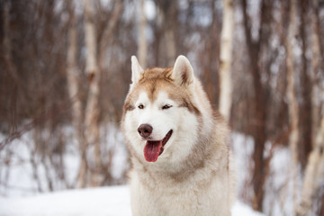 Beautiful, cute and free Siberian Husky dog sitting on the snow path in the winter forest