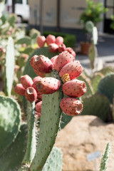 Botanical Garden of Catania Sicily