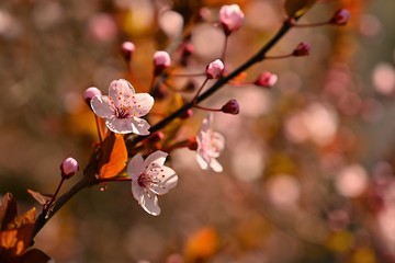 Spring flowers. Beautifully blossoming tree branch. Cherry - Sakura and sun with a natural colored background